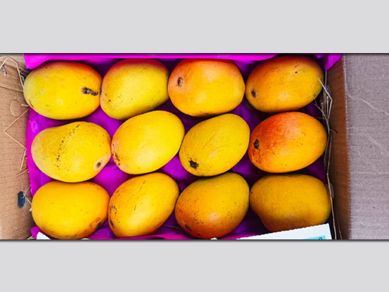 Mango