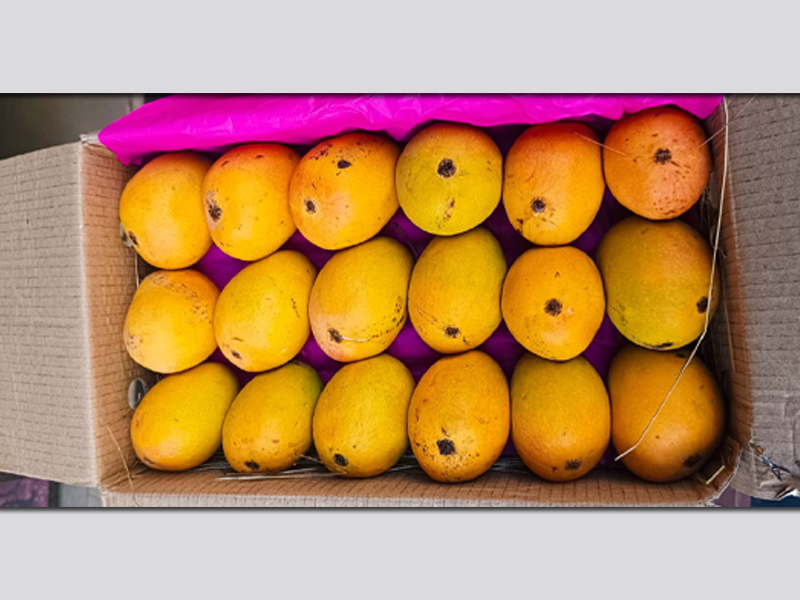 Mango