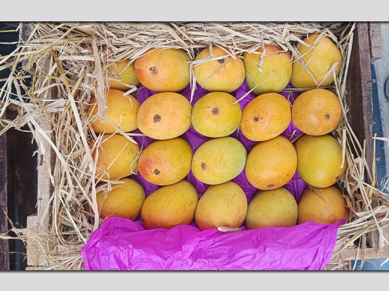 Mango