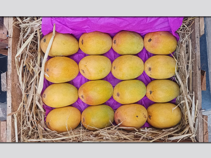 Mango