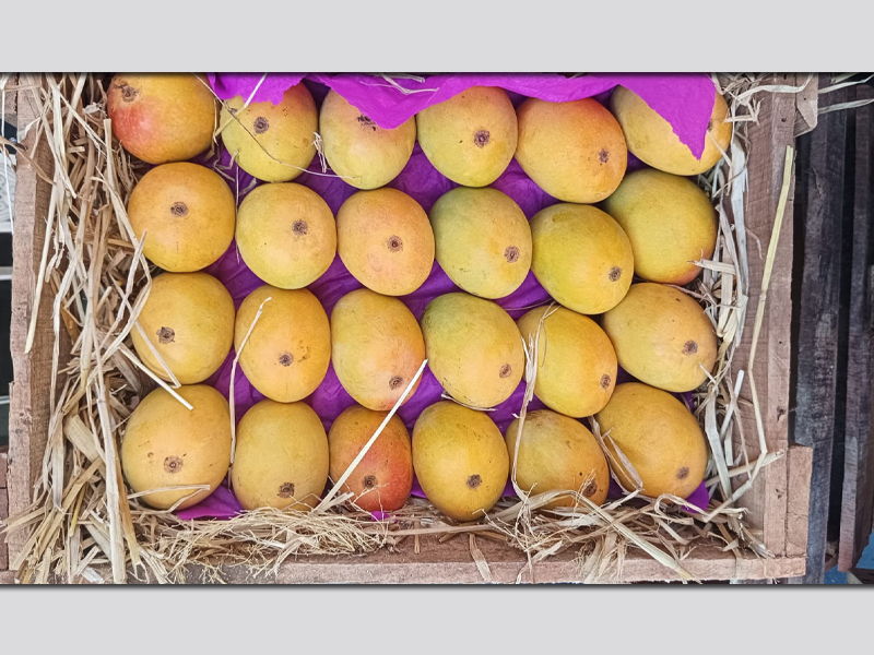Mango